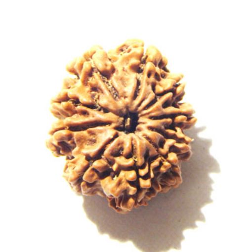 10 Mukhi Nepali Rudraksha