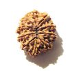 10 Mukhi Nepali Rudraksha