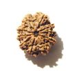 10 Mukhi Nepali Rudraksha