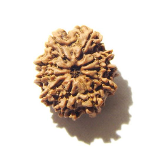 10 Mukhi Nepali Rudraksha