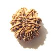 10 Mukhi Nepali Rudraksha