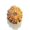 11 Mukhi Nepali Rudraksha