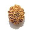 11 Mukhi Nepali Rudraksha