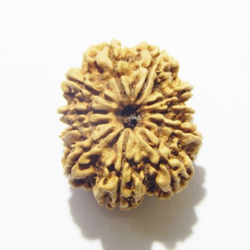 11 Mukhi Nepali Rudraksha