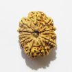 11 Mukhi Nepali Rudraksha