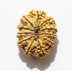 11 Mukhi Nepali Rudraksha