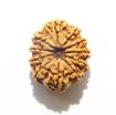 11 Mukhi Nepali Rudraksha