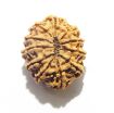 11 Mukhi Nepali Rudraksha