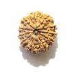11 Mukhi Nepali Rudraksha