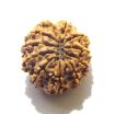 11 Mukhi Nepali Rudraksha