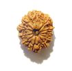 11 Mukhi Nepali Rudraksha