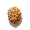 11 Mukhi Nepali Rudraksha