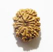 11 Mukhi Nepali Rudraksha