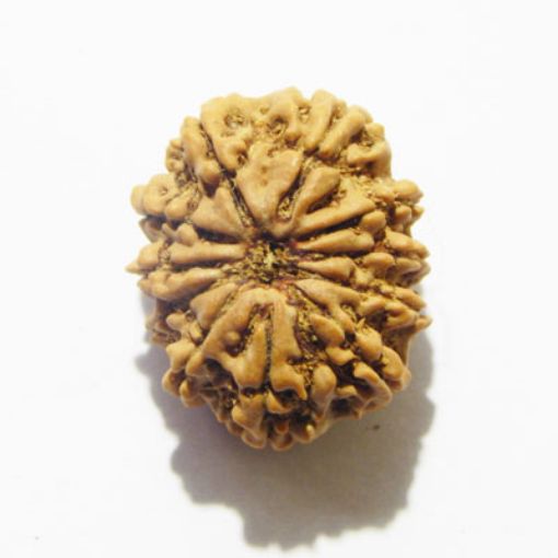 11 Mukhi Nepali Rudraksha