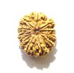 11 Mukhi Nepali Rudraksha
