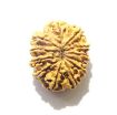 11 Mukhi Nepali Rudraksha