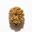 11 Mukhi Nepali Rudraksha