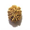 11 Mukhi Nepali Rudraksha