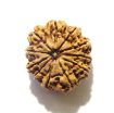 11 Mukhi Nepali Rudraksha