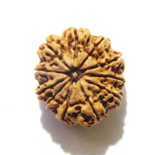 11 Mukhi Nepali Rudraksha