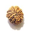 11 Mukhi Nepali Rudraksha