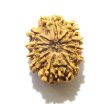 11 Mukhi Nepali Rudraksha