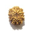 11 Mukhi Nepali Rudraksha