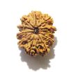 11 Mukhi Nepali Rudraksha