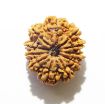 11 Mukhi Nepali Rudraksha