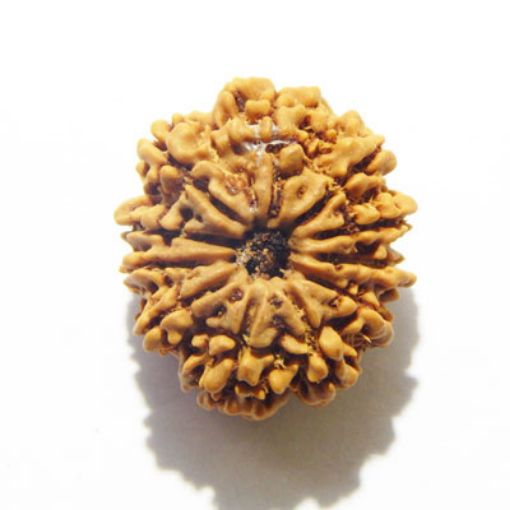 11 Mukhi Nepali Rudraksha