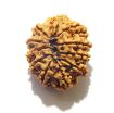 11 Mukhi Nepali Rudraksha
