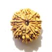 11 Mukhi Nepali Rudraksha
