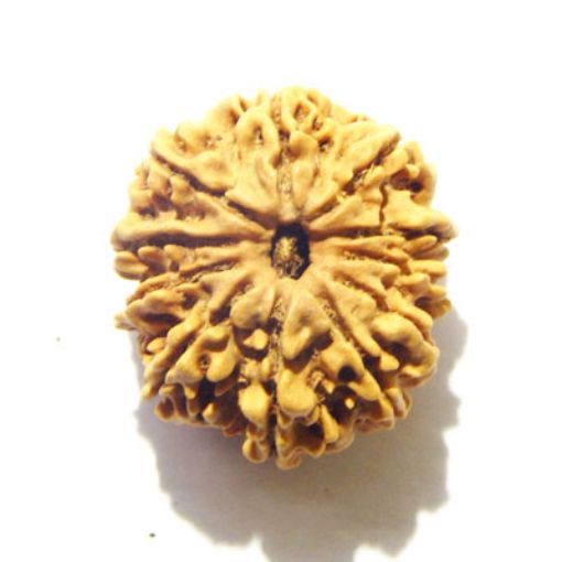 11 Mukhi Nepali Rudraksha