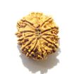 11 Mukhi Nepali Rudraksha