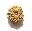 11 Mukhi Nepali Rudraksha