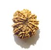 11 Mukhi Nepali Rudraksha