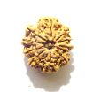 11 Mukhi Nepali Rudraksha