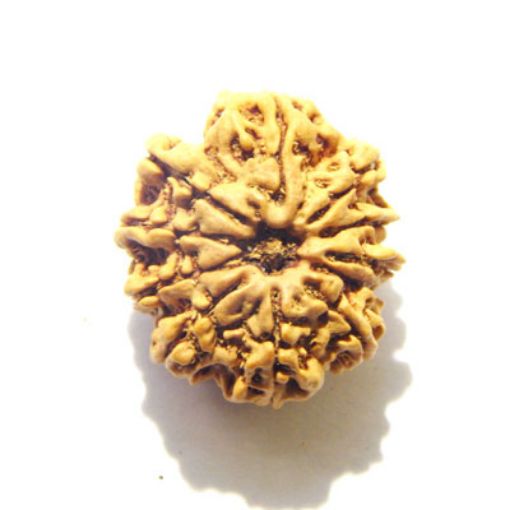 11 Mukhi Nepali Rudraksha