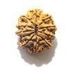 11 Mukhi Nepali Rudraksha