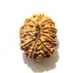 11 Mukhi Nepali Rudraksha