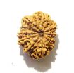 11 Mukhi Nepali Rudraksha