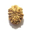 11 Mukhi Nepali Rudraksha