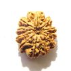 11 Mukhi Nepali Rudraksha