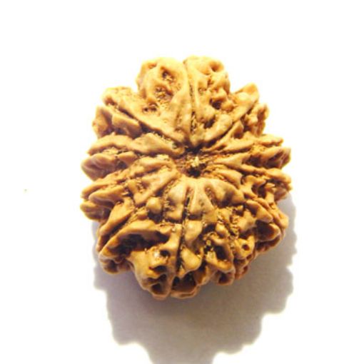 11 Mukhi Nepali Rudraksha