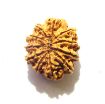 11 Mukhi Nepali Rudraksha