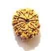 11 Mukhi Nepali Rudraksha