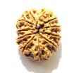 11 Mukhi Nepali Rudraksha