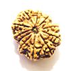11 Mukhi Nepali Rudraksha