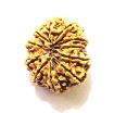 11 Mukhi Nepali Rudraksha