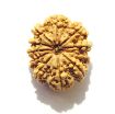 11 Mukhi Nepali Rudraksha